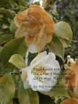 Miggy Wild - Poetry No 3
