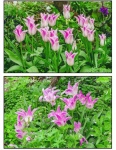 Richard Broadbent - Tulips - pic