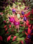 flower 100