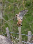 Colin Lamb - Wild birds, Kestrels mating