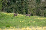 Colin Lamb - Wildlife, Roebuck, doe and fawn among cowslips