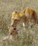 Lindsey Smith - Wild Africa (3)