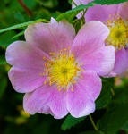 Martyn Pearse - Wild flower