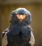 Nick Hardwick - 2 Bateleur