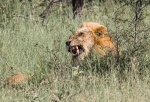Nick Hardwick - 3 Kruger Lion
