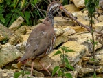 Nicky Westwood - A wild partridge. (2)