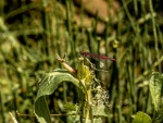Paul Brewerton - Damsel (2)