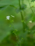 Colin Lamb - In the wild wood, Wood Speedwell