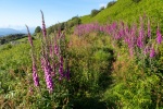 Lindsey Smith - Wild Foxgloves