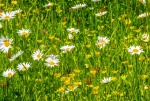 Martyn Pearse - Wild meadow