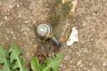 Meriel Flux - Snail