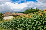 Wendy_Meagher_-_Sunflowers_in_the_Dordogne.jpg