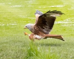Nick Hardwick - 1 Red Kite