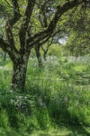 Nicky Westwood - A wild Woodland