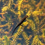 Paul Brewerton - Newt sunbathing