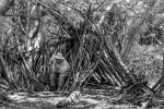Richard Broadbent - Wild 1