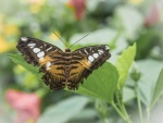 Butterfly 51