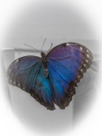 Butterfly 52