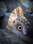 Butterfly 54