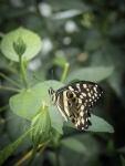 Butterfly 57