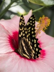 Butterfly 60