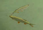 Miggy Wild - Fish at Sizencote
