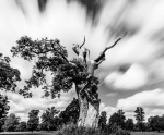 Nick Hardwick - Blenheim Oak