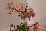 Meriel Flux - Japanese anemone