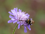 Bumblebee on field scabious