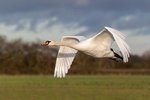Mute swan