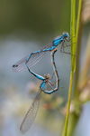 Common blue damselflies