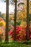 Anne Hunsley - Three Trees Batsford