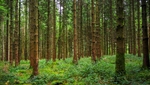 Beckie Lewis - Into the woods