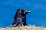 Chris Dean - Cliff Top Raven