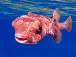 Chris Dean - Smiling Porcupine Fish