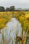 Elaine Argent - Norfolk Dyke and Windmill