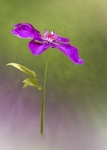 John Cavana - Clematis