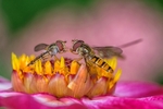 John Cavana - Scrap over Pollen Rights