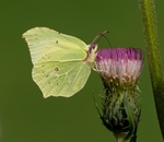 Lindsey Smith - Male Brimstone