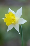 Lindsey Smith - Our native Daffodil