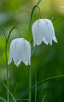 Lindsey Smith - Snake's head fritillaries