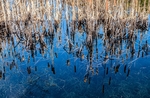 Martyn Pearse - Bull rushes