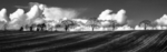 Martyn Pearse - Tree line