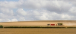 Maureen Tyrrell - Harvest time