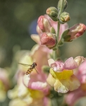 Maureen Tyrrell - Hoverfly