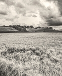 Maureen Tyrrell - North Newington Fields