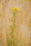 Maureen Tyrrell - Standing Tall