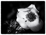 Meriel Flux - Anemone