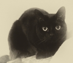 Meriel Flux - Cumin
