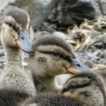 Miggy Wild - Ducklings